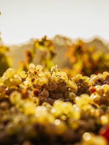 Product image for Asahi - Super Dry Lager