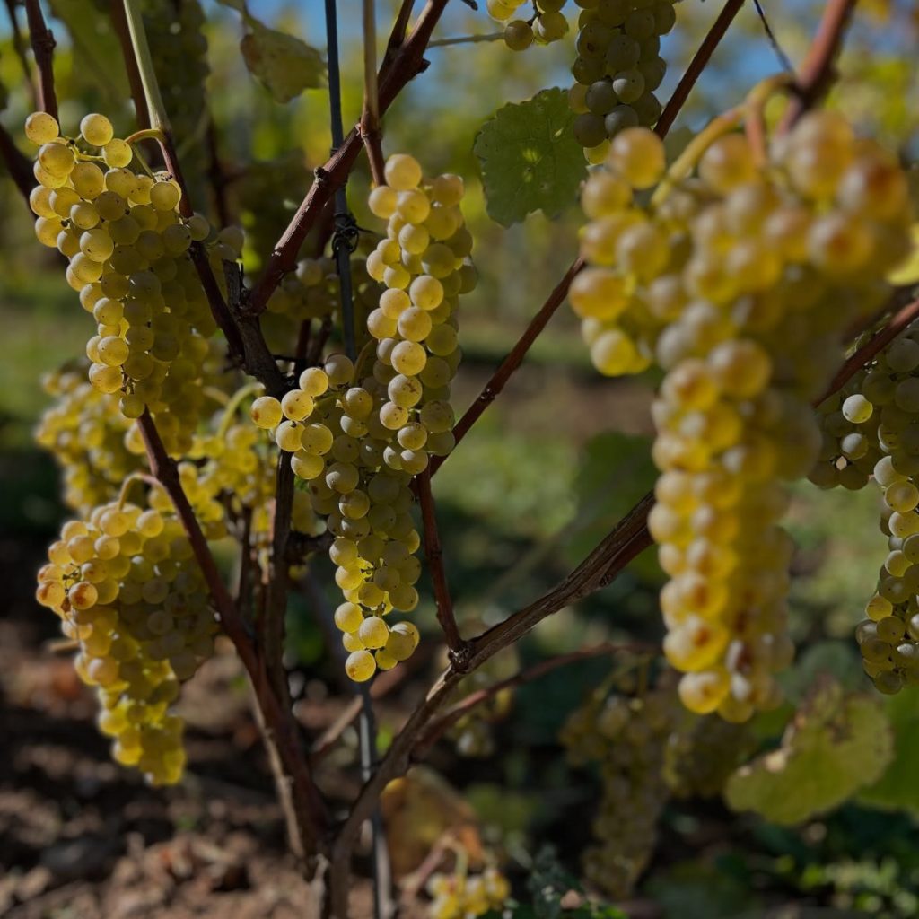 Product image for Tullibardine 228 Burgundy Finish