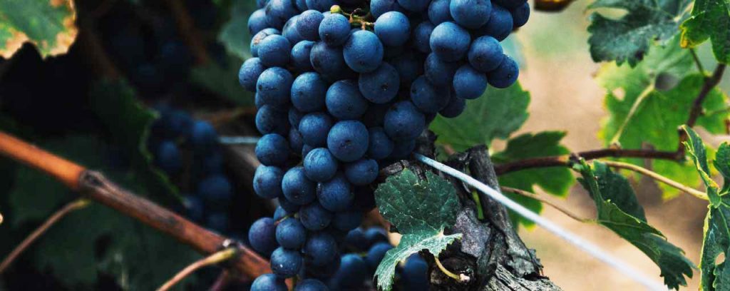 red wine grapes